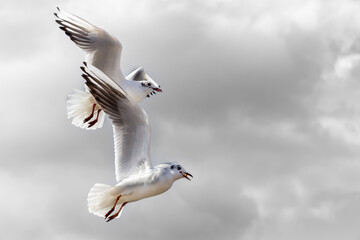 White and gray feathered gulls in flight with open wings over blue sky. acuatic birds. small birds. Close-up of a seagull.