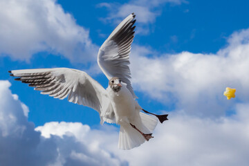 White and gray feathered gull in flight with open wings over blue sky hunting for food. acuatic birds. small birds. Close-up of a seagull.