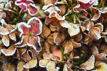 Winter frost on hydrangea flower. Winter floral background concept