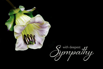 Sympathy card with Cathedral bell flower isolated on black background with copy space