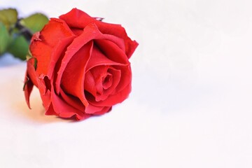 Rose - flower on a white background. Concept for Valentine's Day - Saint Valentine's Day - love.