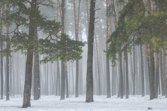 beautiful winter forest or park in the fog, beautiful fog, trees in the fog