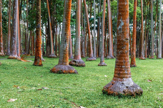 Sainte-Rose, Reunion Island - Elephant foot palm trees on Anse Cascades (waterfall beach)