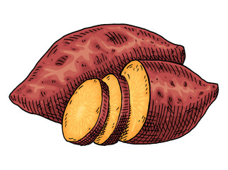 Whole, half and slice sweet potato. Vintage engraving vector color illustration. Isolated on white