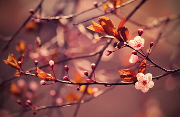 Beautiful flowering Japanese cherry - Sakura. Background with flowers on a spring day. 
