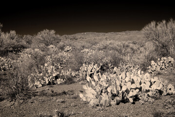 Sepia Toned Sonora Desert Arizona in Infrared