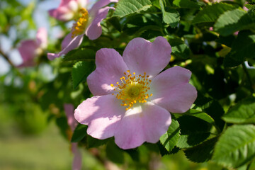 Naklejka na ściany i meble Close up of a wild rose flower on a sunny spring day. A pink flower on a rose bush