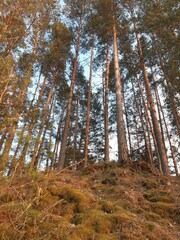 Obraz premium forest in autumn