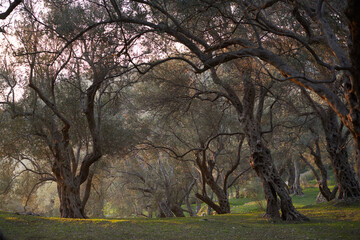 Old olive trees. Beautiful grove at sunset. nature, wallpaper, decoration