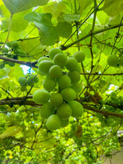 grapes on the vine