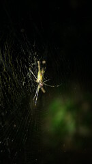 spider in the web