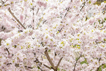 cherry blossom in spring