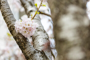 cherry blossom in spring