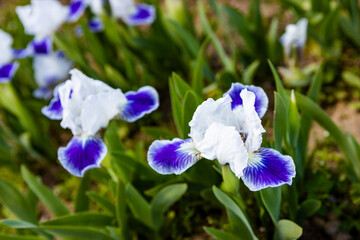 iris flowers in the garden