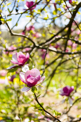 pink magnolia tree blossom in a garden