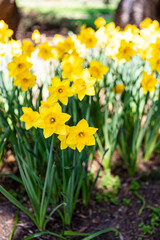 Fototapeta premium yellow narcissus in a garden