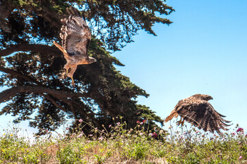 Two Hawks Fighting For Food