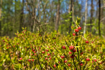 wild blooming blueberry bushes in the spring forest, closeup photo