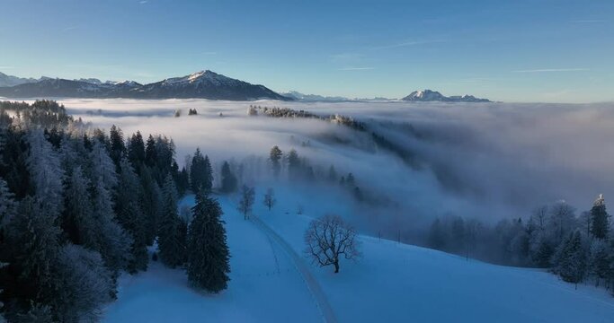 Aerial tracking shot early morning mist flows over snowy forest in morning sun