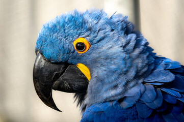 Closeup of a blue macaw in profile