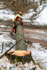 Naklejka premium A professional lumberjack cutting down a dangerous tree near a public road.