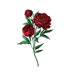 Red peony rose realistic illustration 