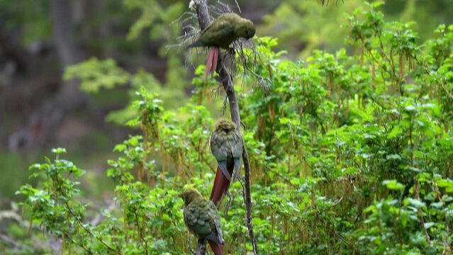 Enicognathus ferrugineus, Austral, Conure, Emerald Parakeet