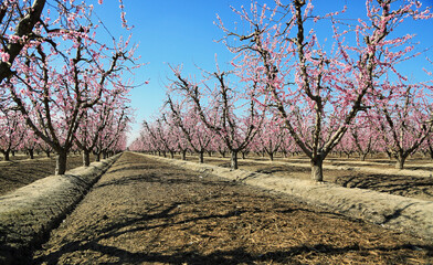 Peach tree alley - California
