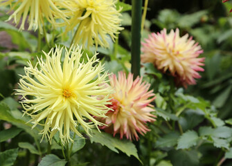 Yellow Dahlia