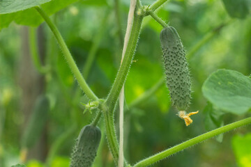 Green fresh cucumber in organic garden on a blurred background of greenery. Eco-friendly natural products, rich fruit harvest. Copy space for your text. Selective focus.