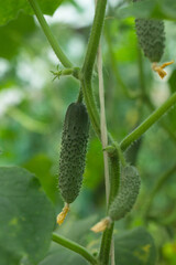 Green fresh cucumber in organic garden on a blurred background of greenery. Close up macro.  Copy space for your text. 