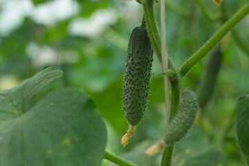 Green fresh cucumber in organic garden on a blurred background of greenery. Eco-friendly natural...