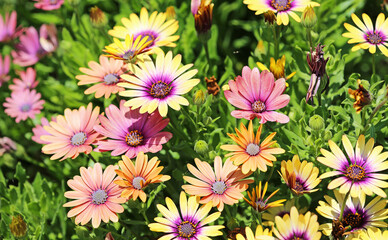 Colorful African daisy flowers