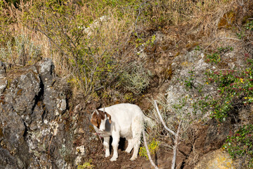 Obraz premium Goat on the rocks at Lago General Carrera in Puerto Rio Tranquilo, Chile