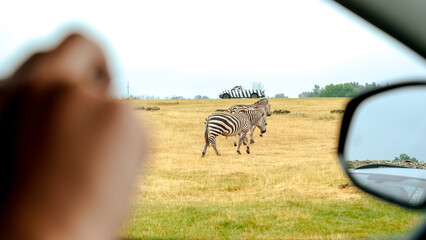 Group of wild zebras eating grass in safari zoo park. POV view from the car. Flock of zebras in the park.