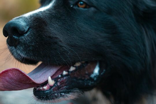 Close-up of large black newfoundland muzzle. Big dog mouth with long purple tongue. Panting animal, hungry beast. Pointed canine teeth.