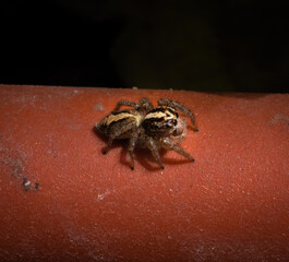 garden spider