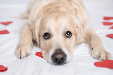 A cute dog lies on a bed with red hearts on Valentine's Day. A golden retriever for a romantic February holiday.