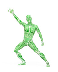 average man muscle maps