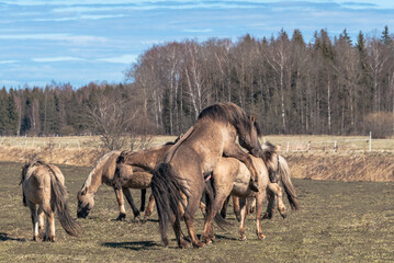 Herd of wild Konik horses on the pasture in Latvia