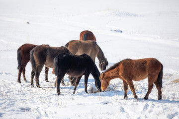 Wild horses are running and on the snow. Yilki horses are wild horses that are not owned in...