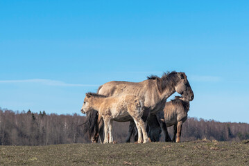 Herd of wild Konik horses on the pasture in Latvia © Julija