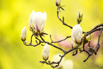 Beautiful buds of magnolia on the bright yellow backgrond - 565443636