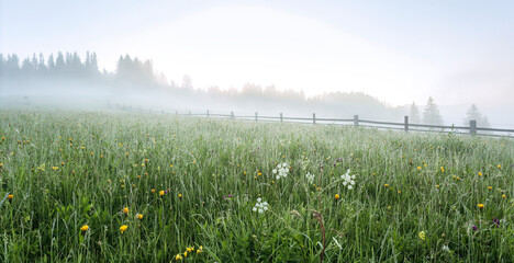 Background of the misty meadow in the fog - 565443642