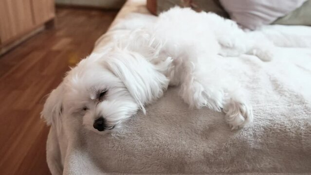 Portrait of a white maltese laying on a bed and looking at the camera