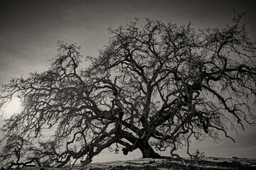 black and white silhouette of a mighty oak tree in winter