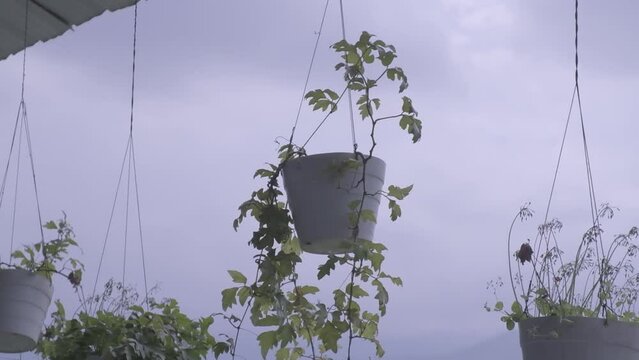 Plantas en materas colgando de un balcon con nubes azules en el fondo