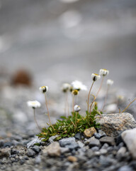 Mountain wildflowers in bloom