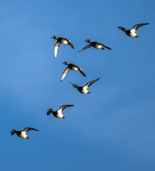 Flock of Greater Scaup (Aythya marila) Ducks