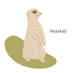 African meerkat in flat style. Illustration of cute wild watchful predatory animal. Meerkat isolated on white. Vector illustration